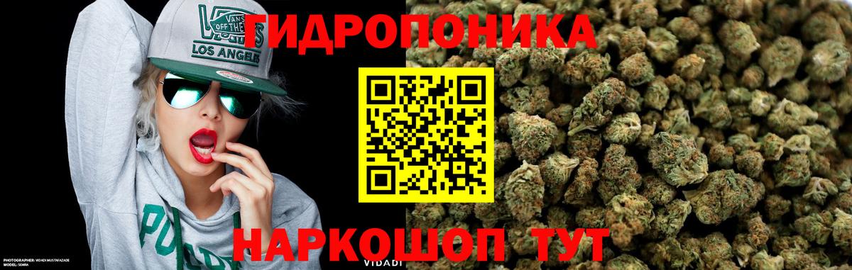Канабис планчик Гай